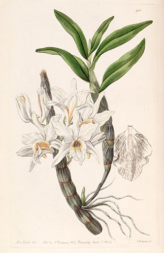 Dendrobium heterocarpum